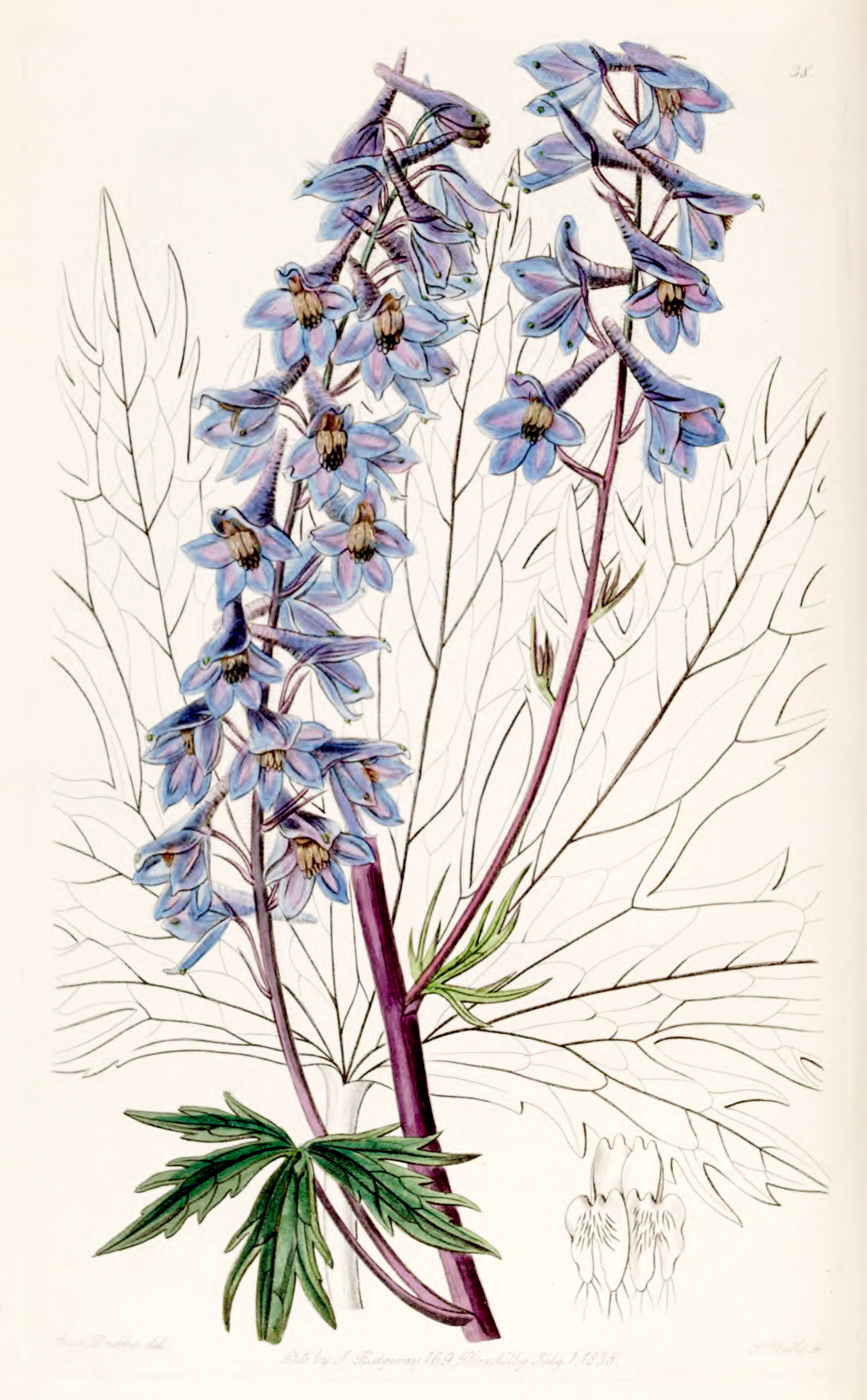 Delphinium elatum