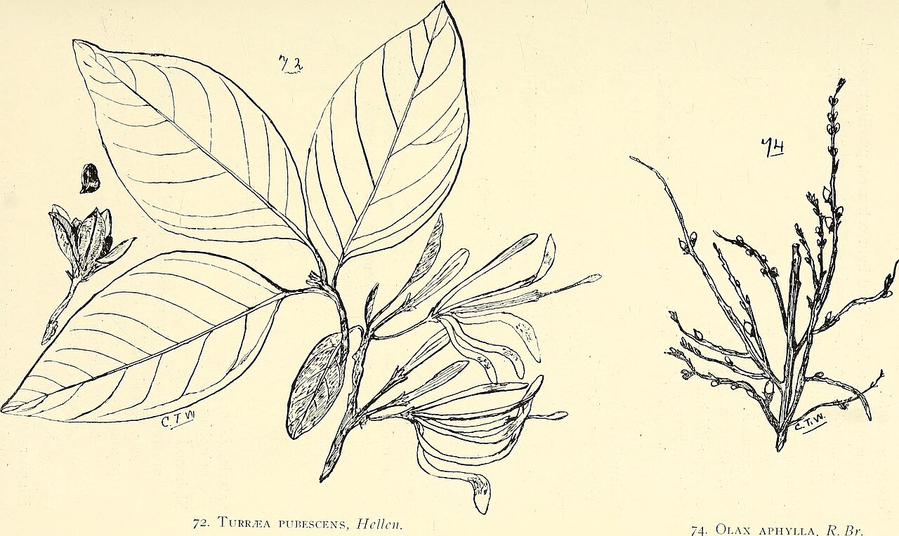 Hypsophila halleyana