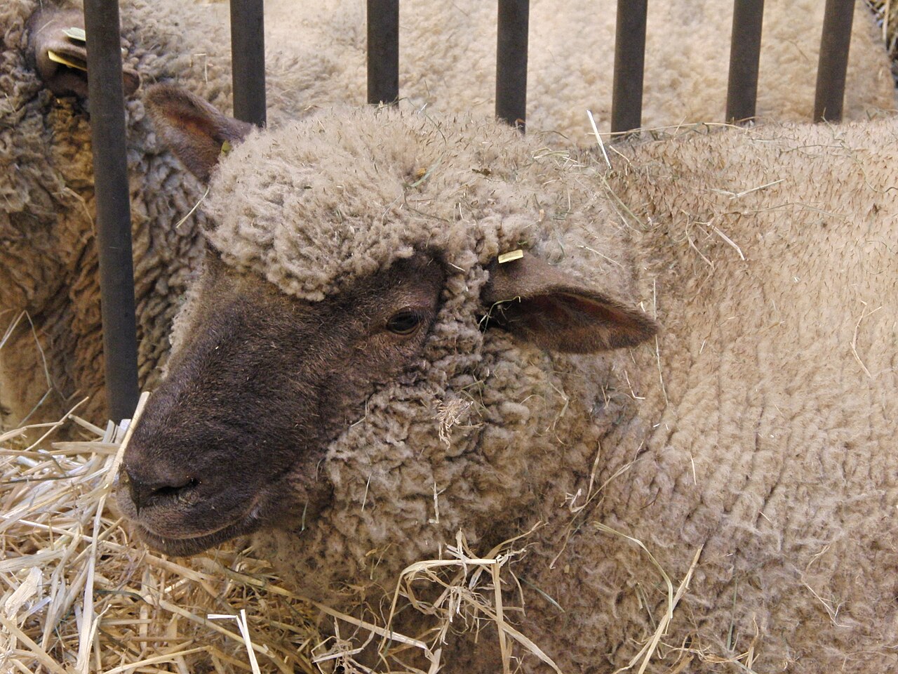 Vendéen