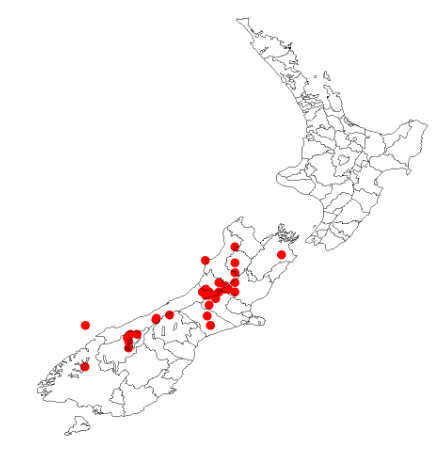 Carmichaelia uniflora