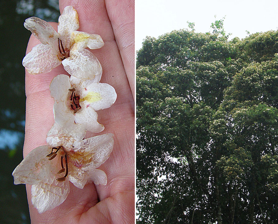 Bravaisia integerrima