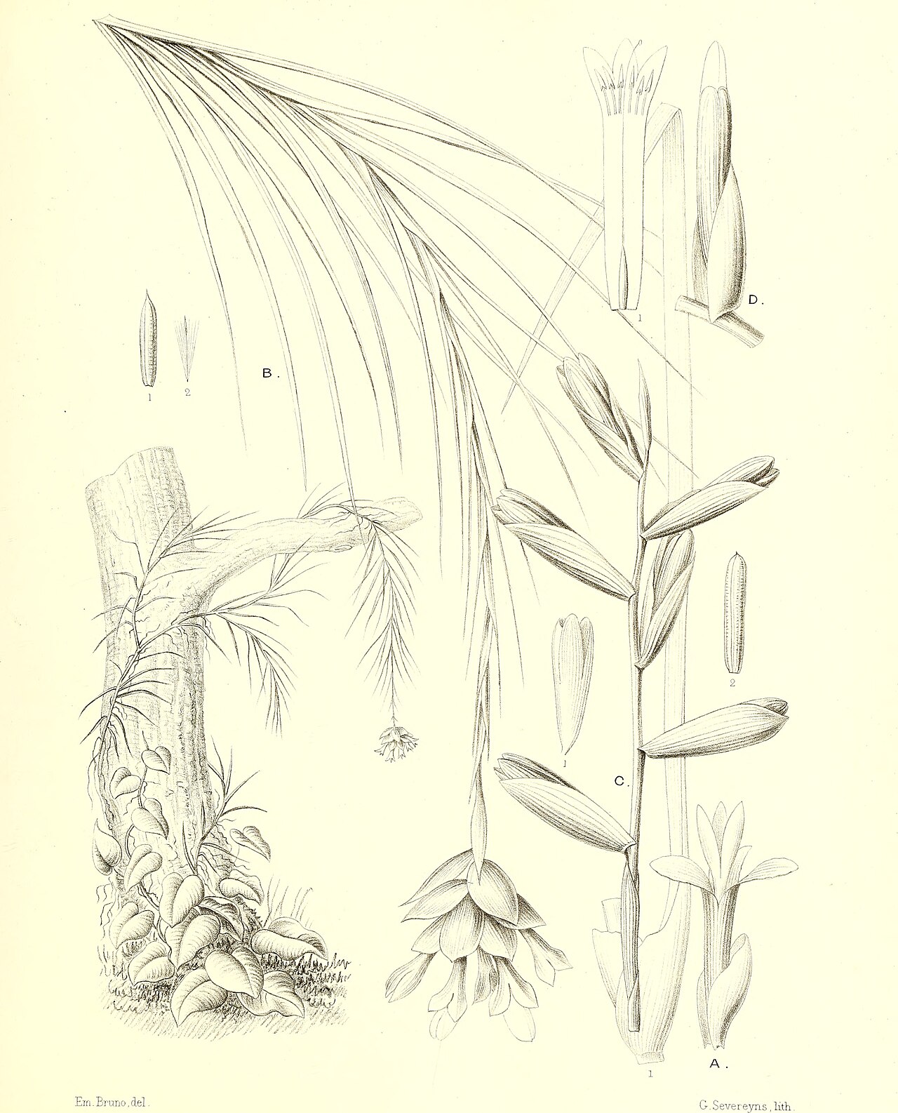 Guzmania graminifolia