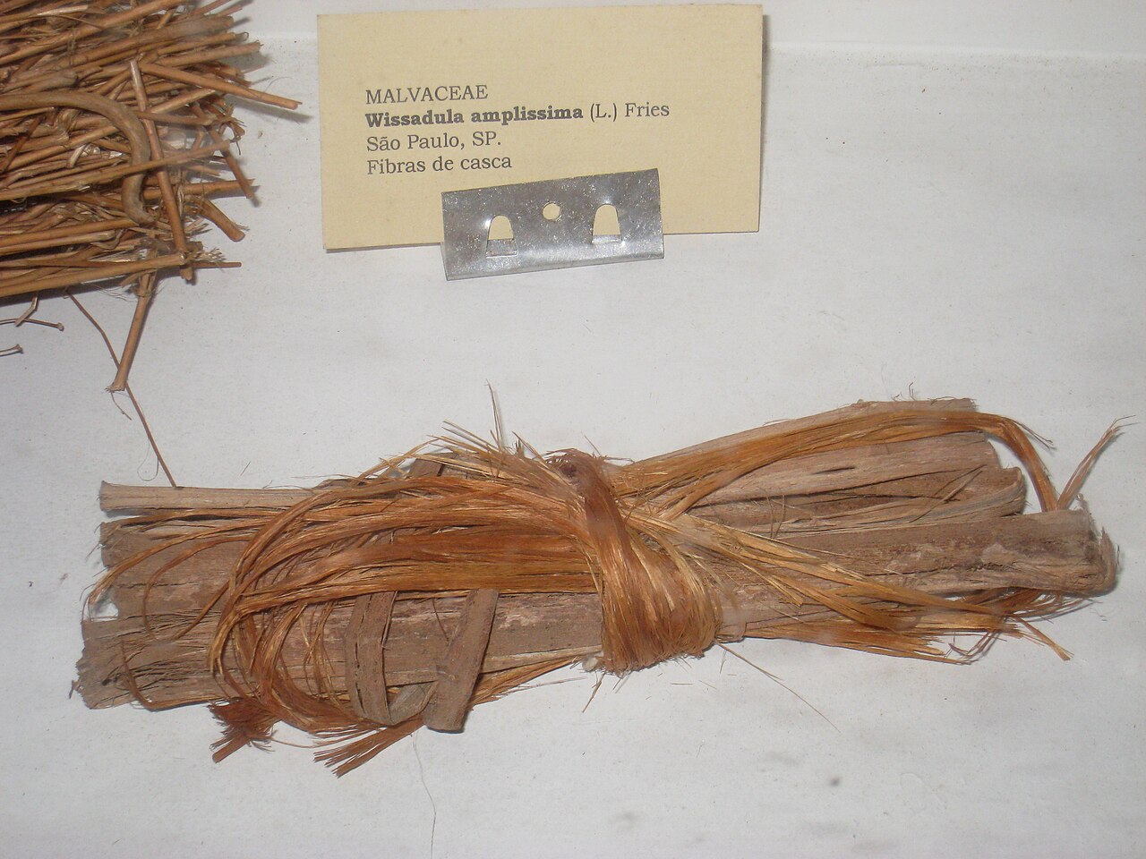 Wissadula amplissima
