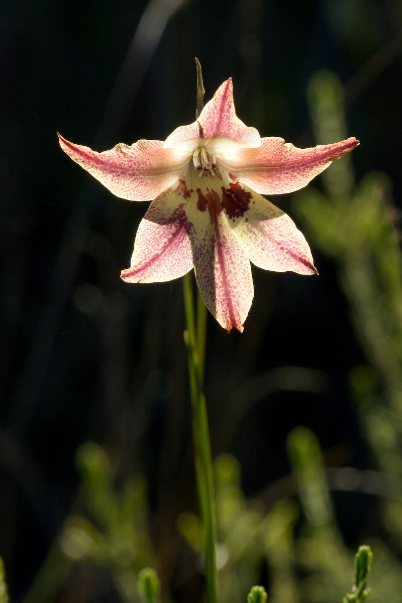 Gladiolus hyalinus