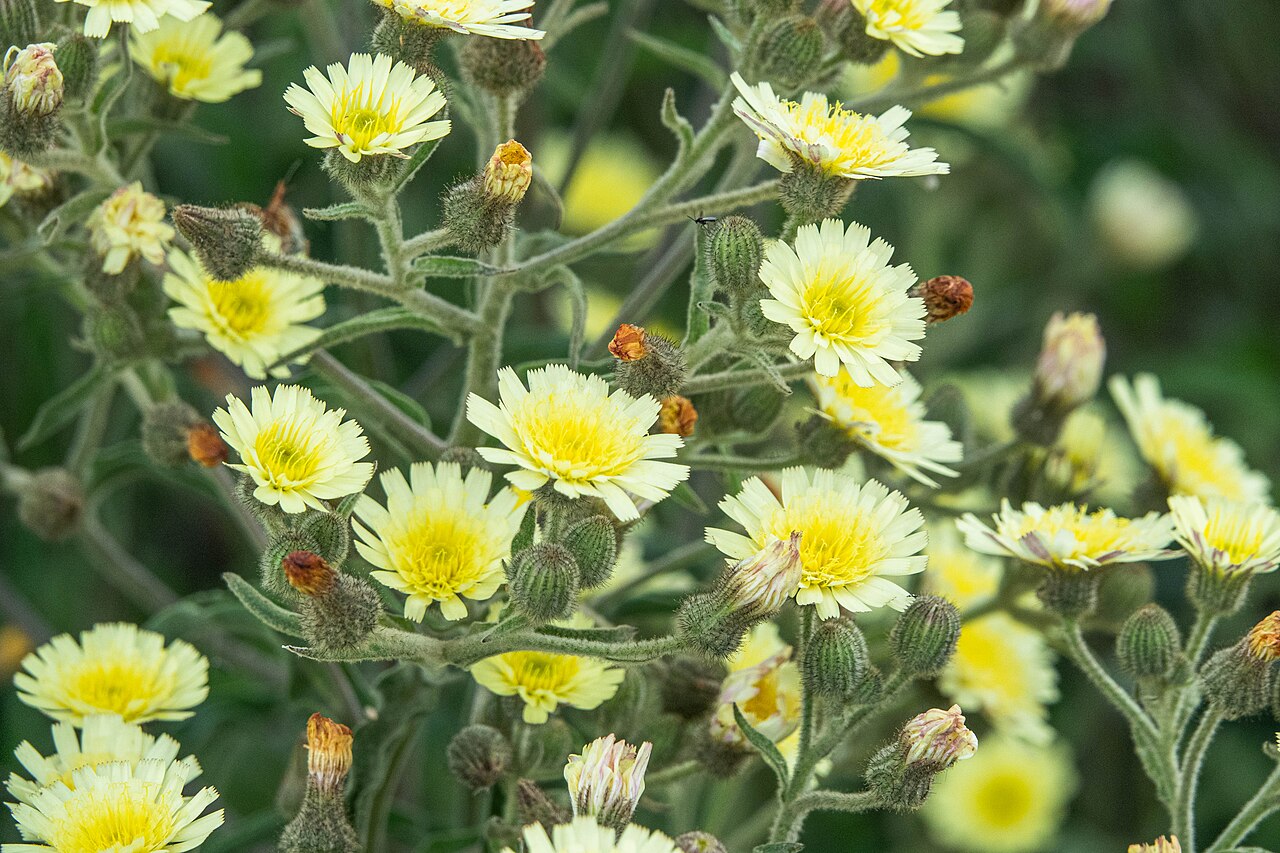 Common Andryala