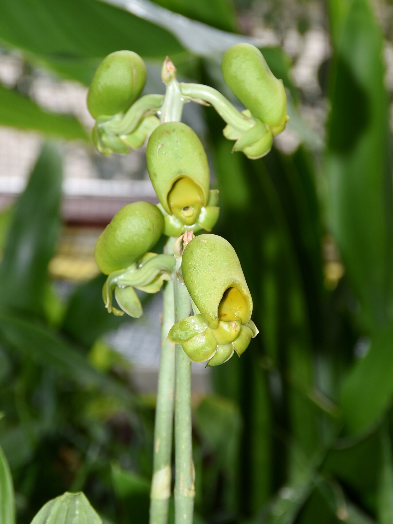 Catasetum planiceps