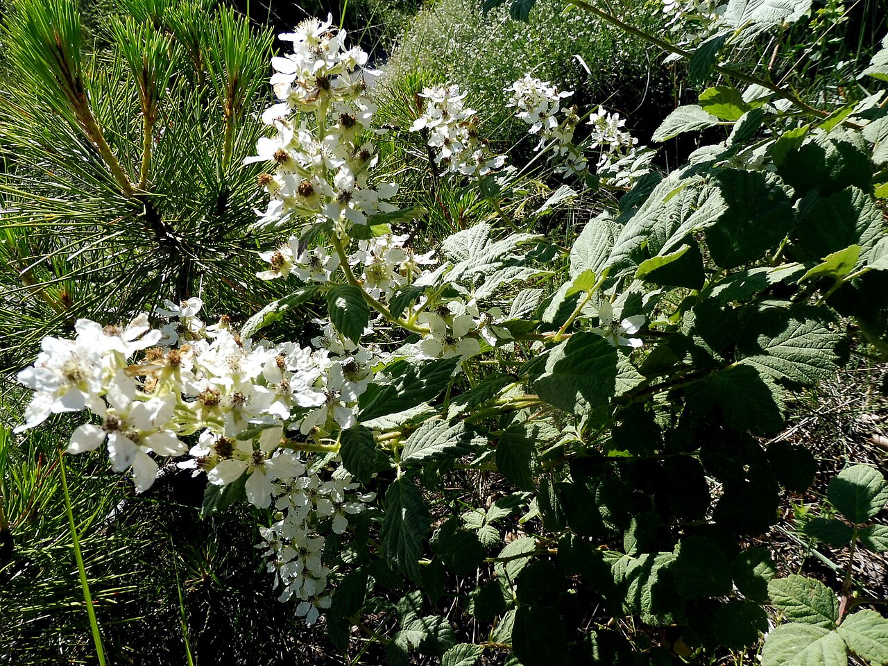 Rubus canescens