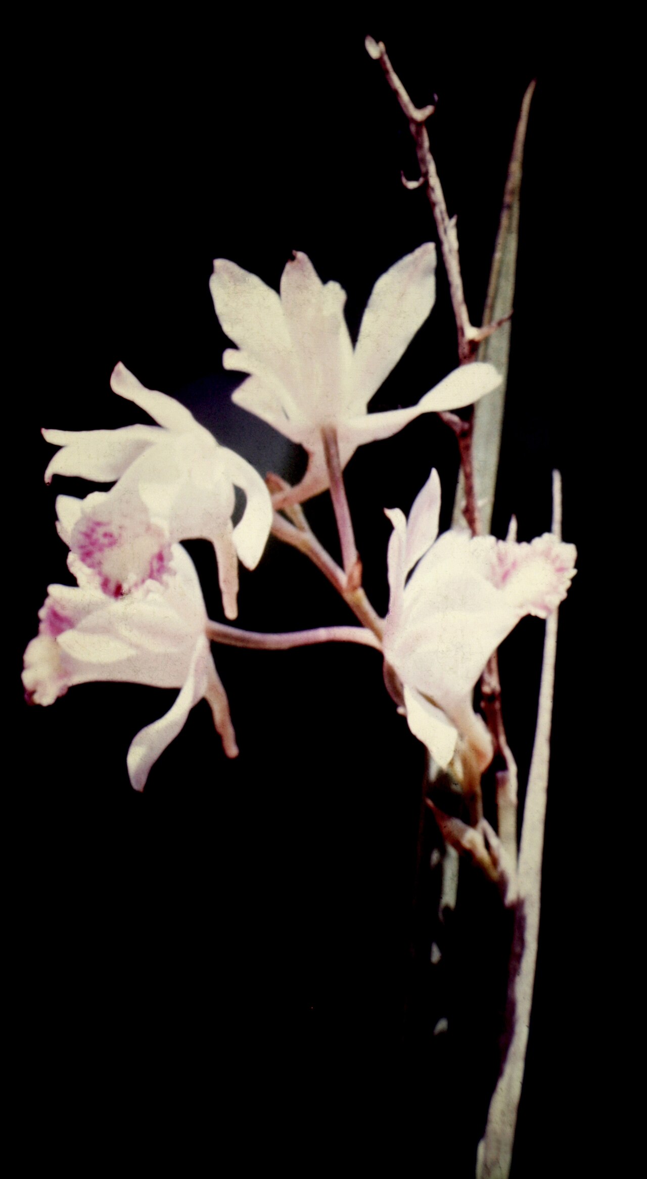 Galeandra styllomisantha