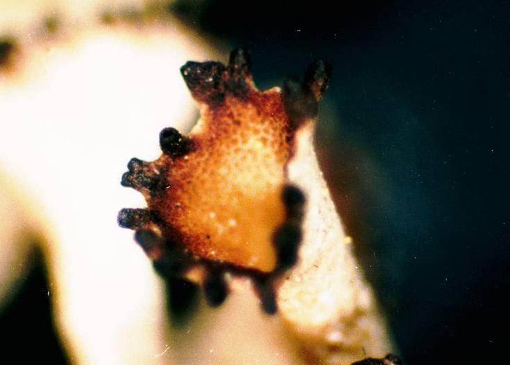 Cladonia cenotea