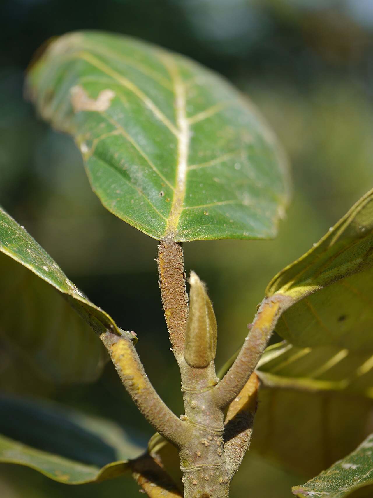Artocarpus chama