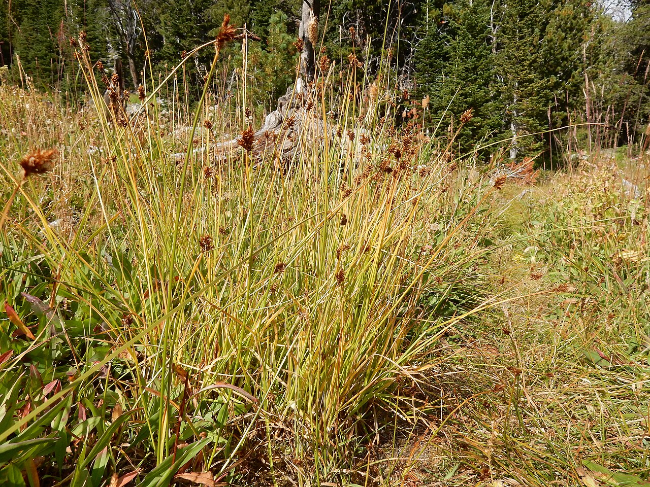 Carex praeceptorum