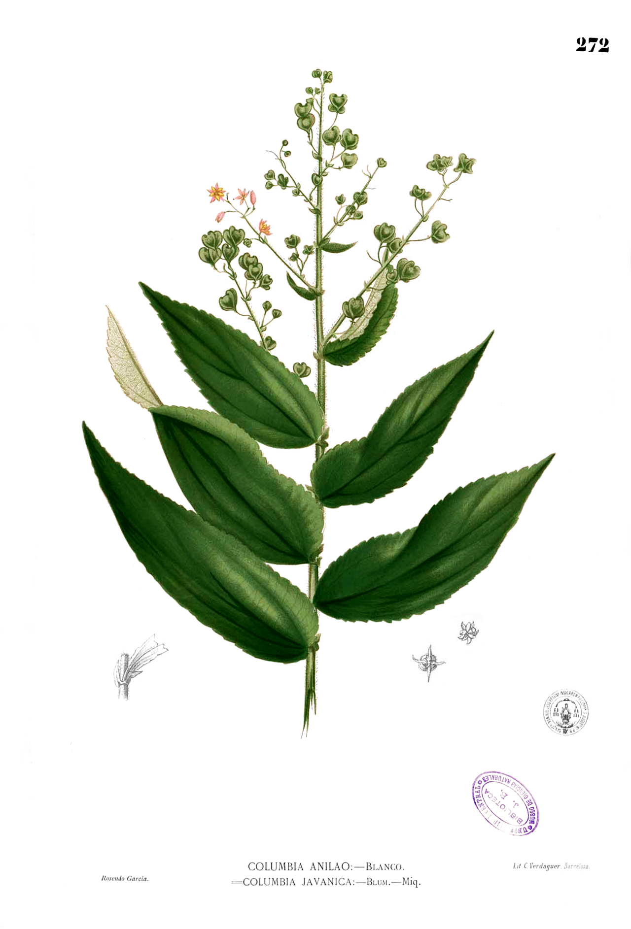 Colona serratifolia
