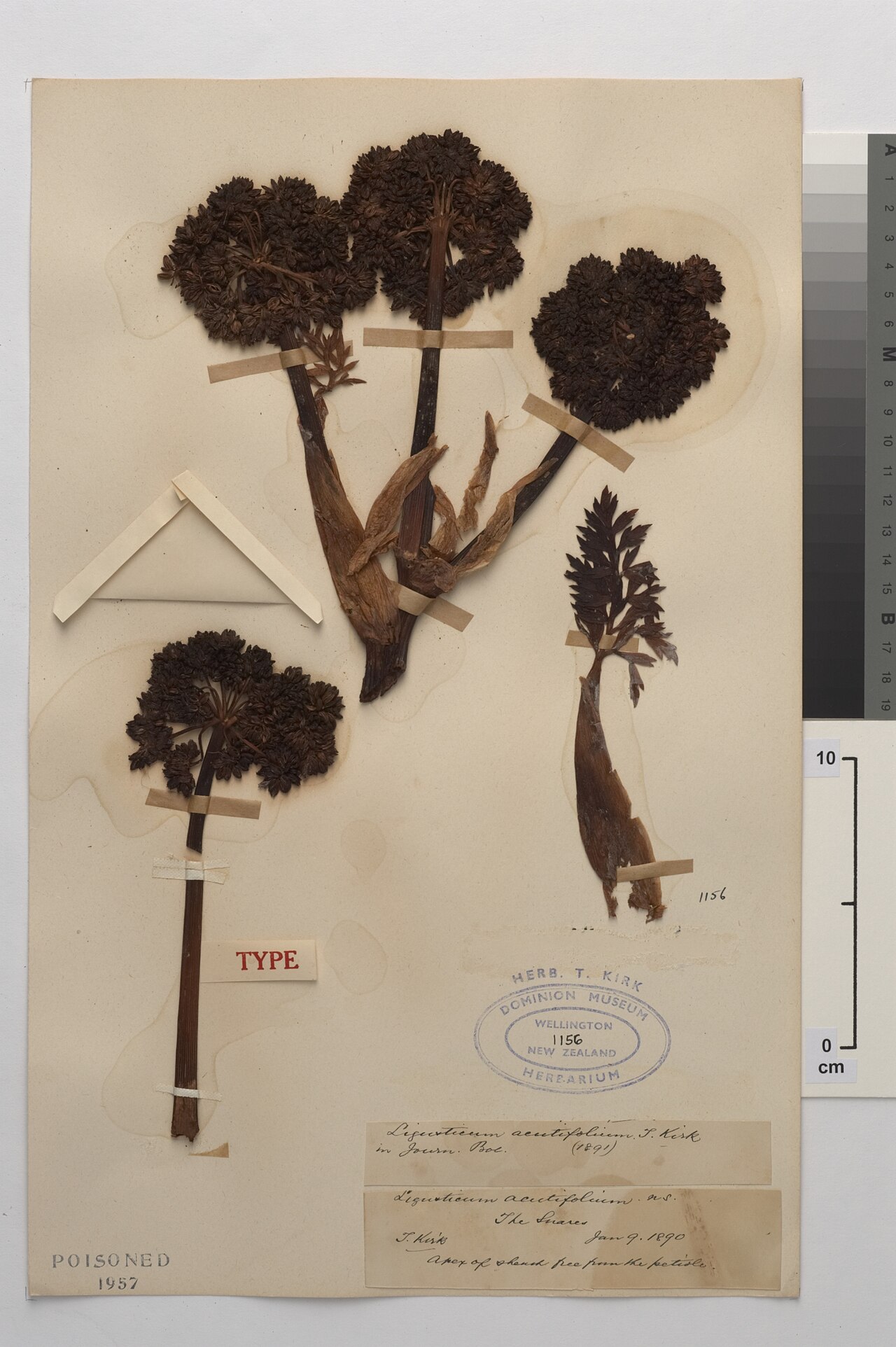 Anisotome acutifolia
