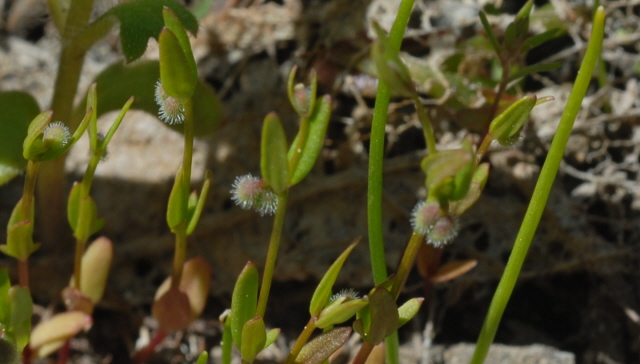 Galium bifolium