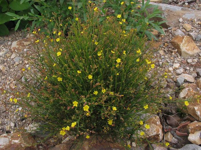 Helianthemum scoparium