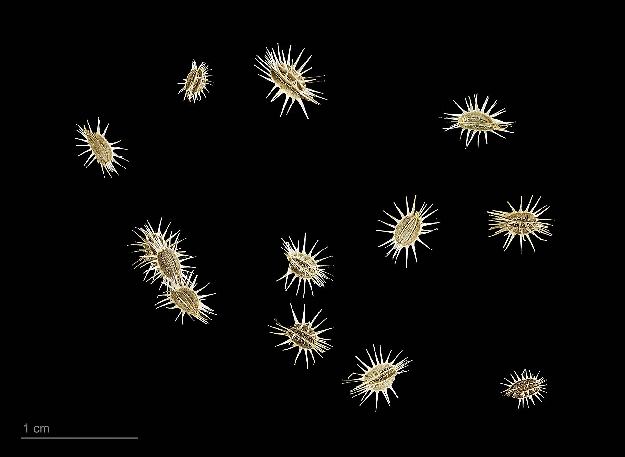 Daucus carota