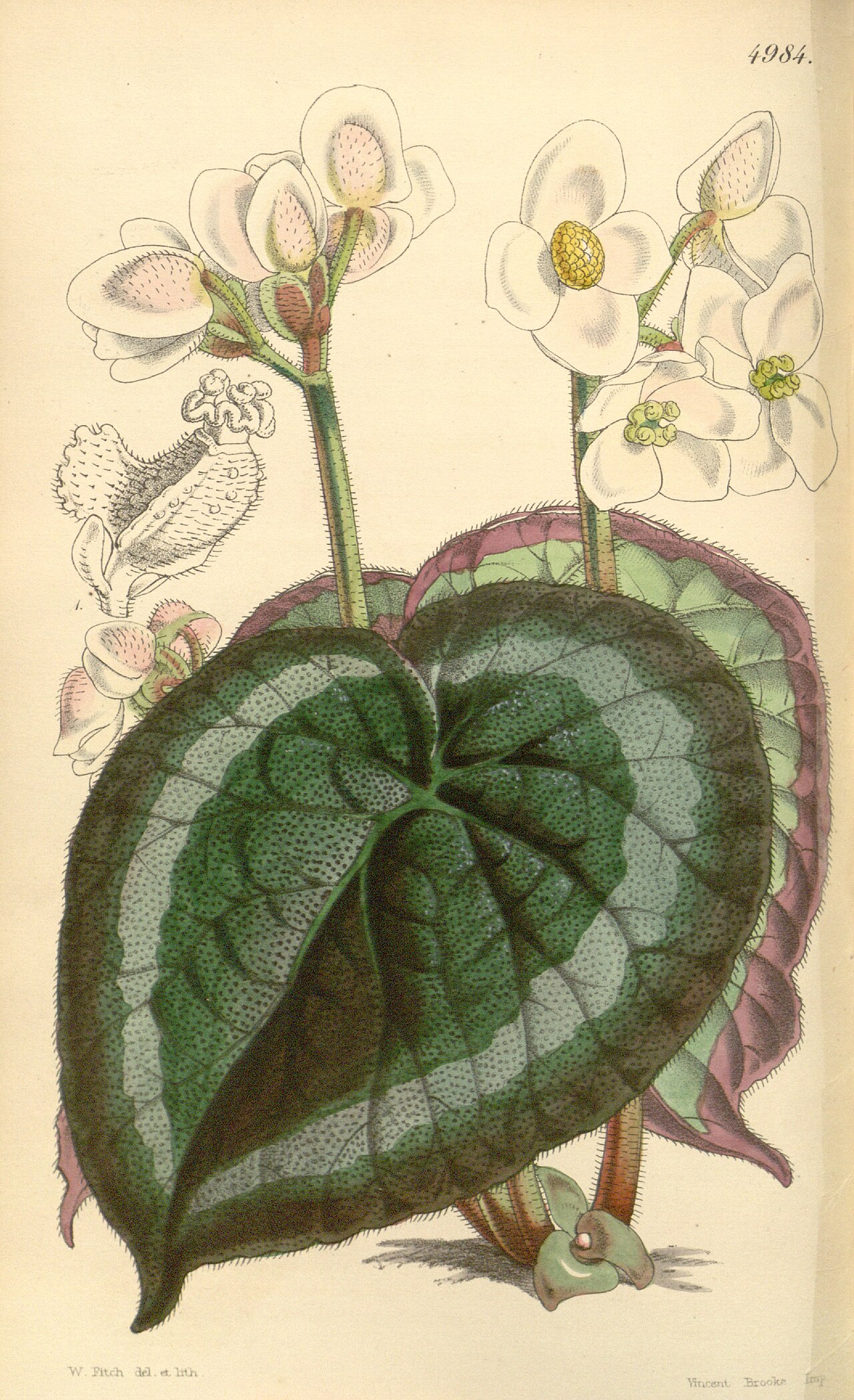 Begonia annulata
