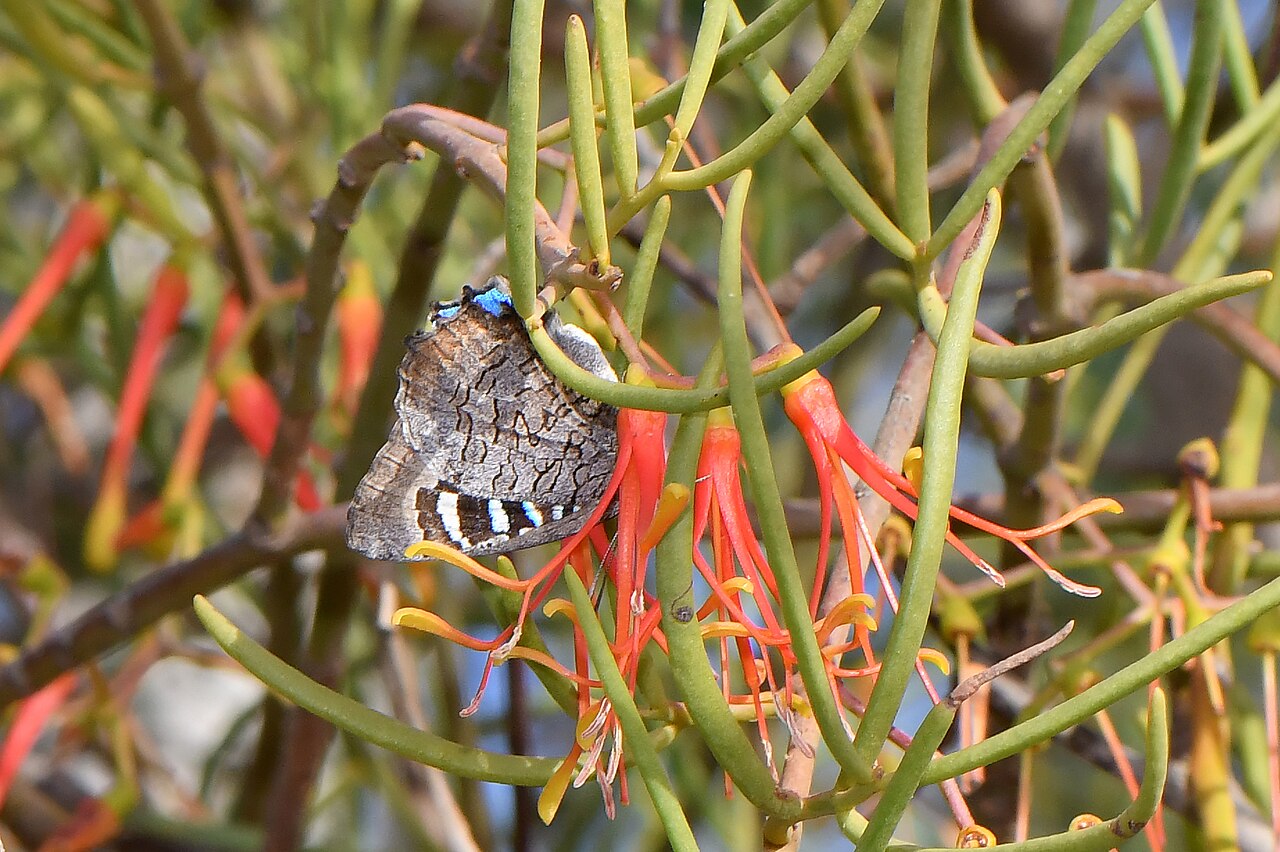 Amyema preissii
