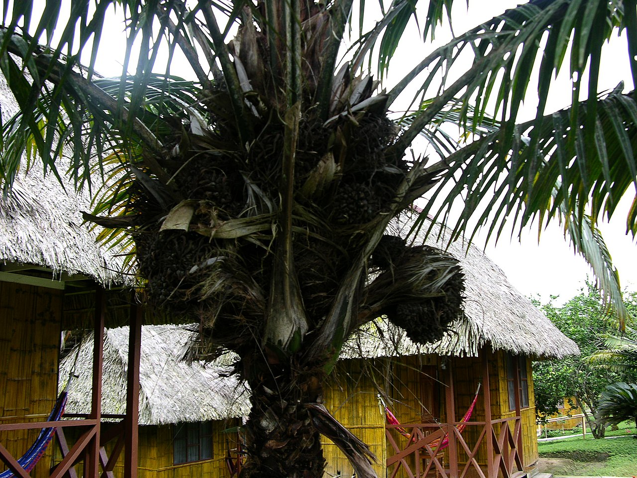 Phytelephas macrocarpa