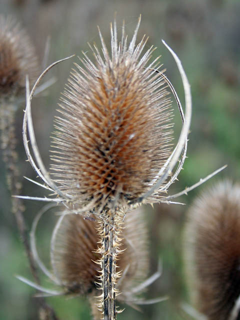 Dipsacus fullonum