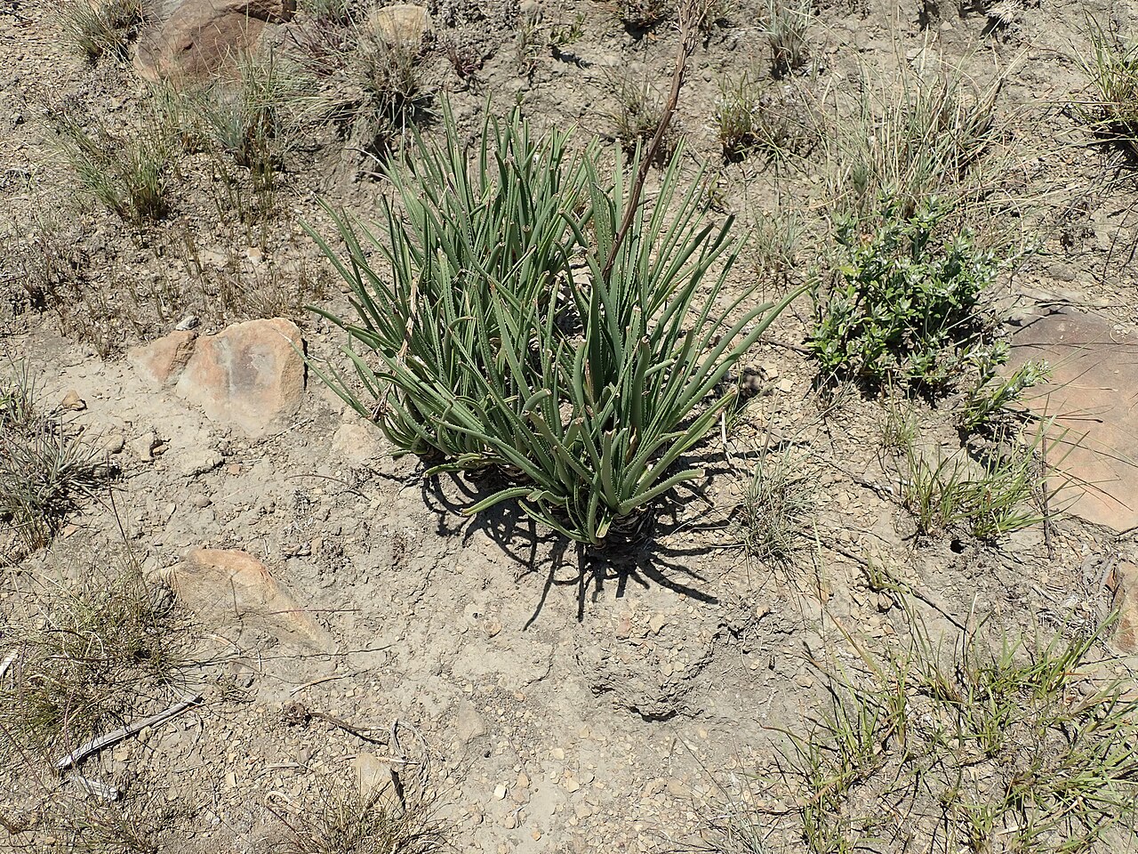 Aloe dominella