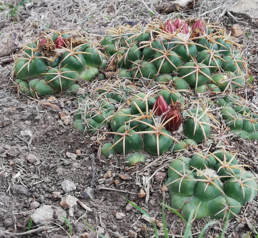 Coryphantha elephantidens