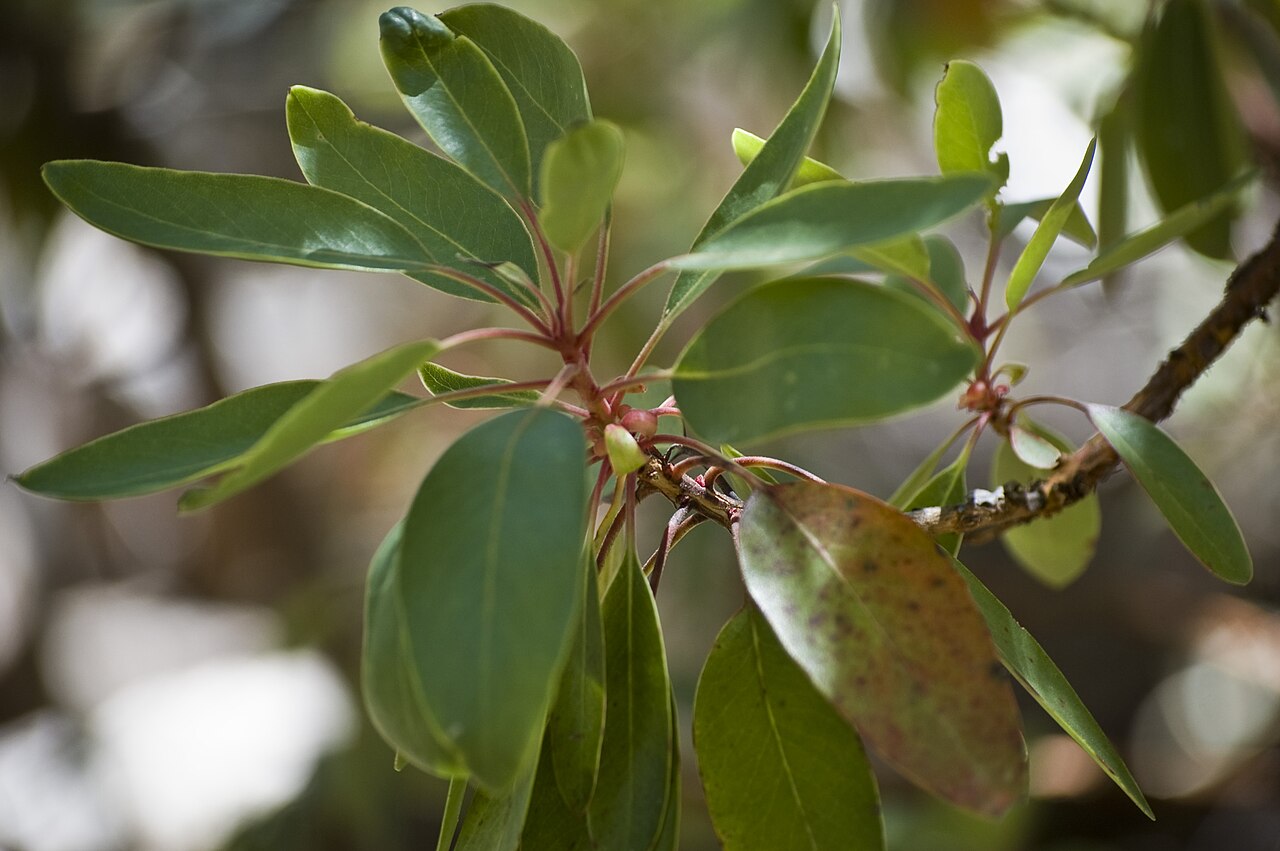 Arizona madrone