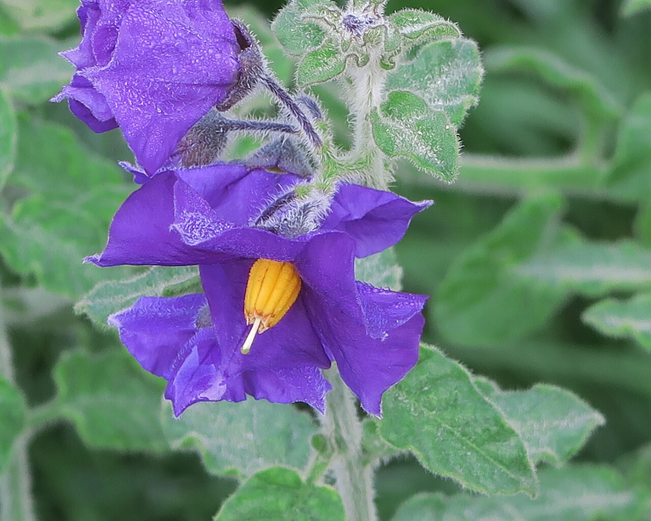 Solanum xanti