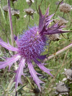Eryngium leavenworthii