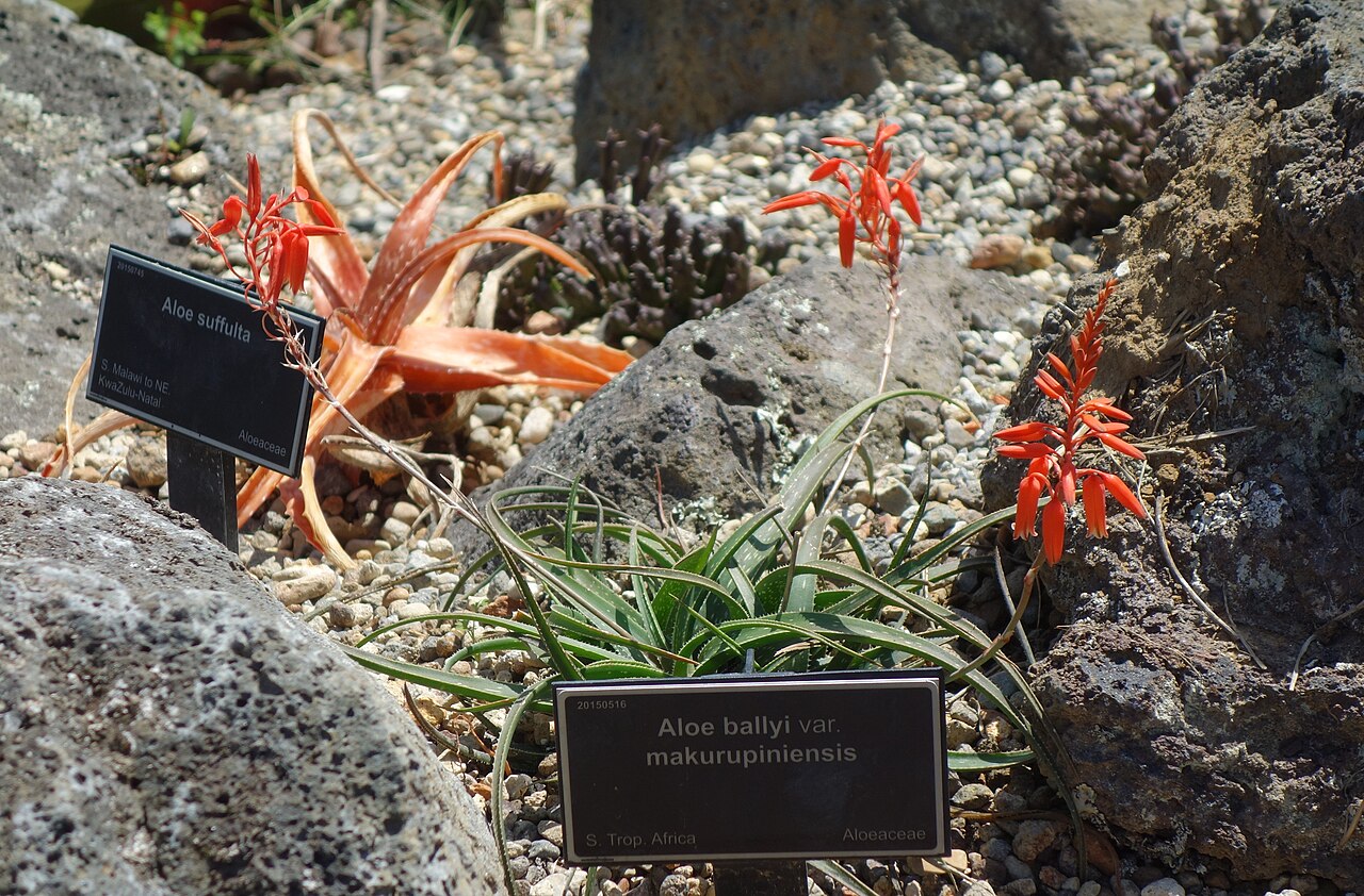 Aloe ballyi