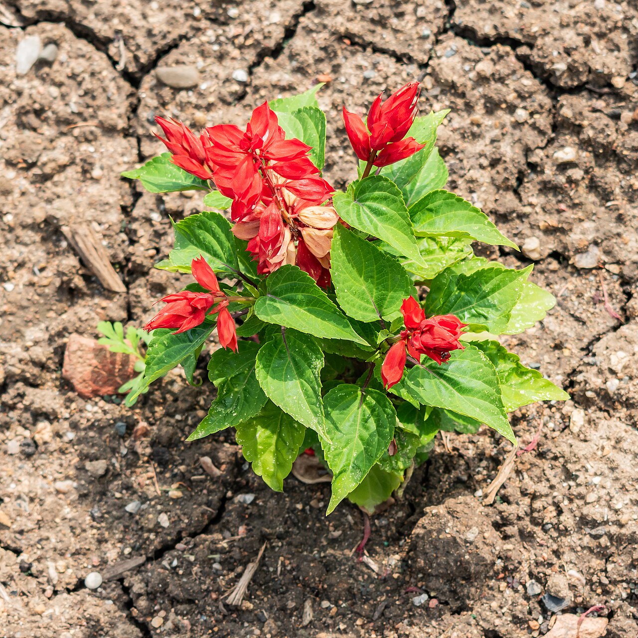 Salvia splendens
