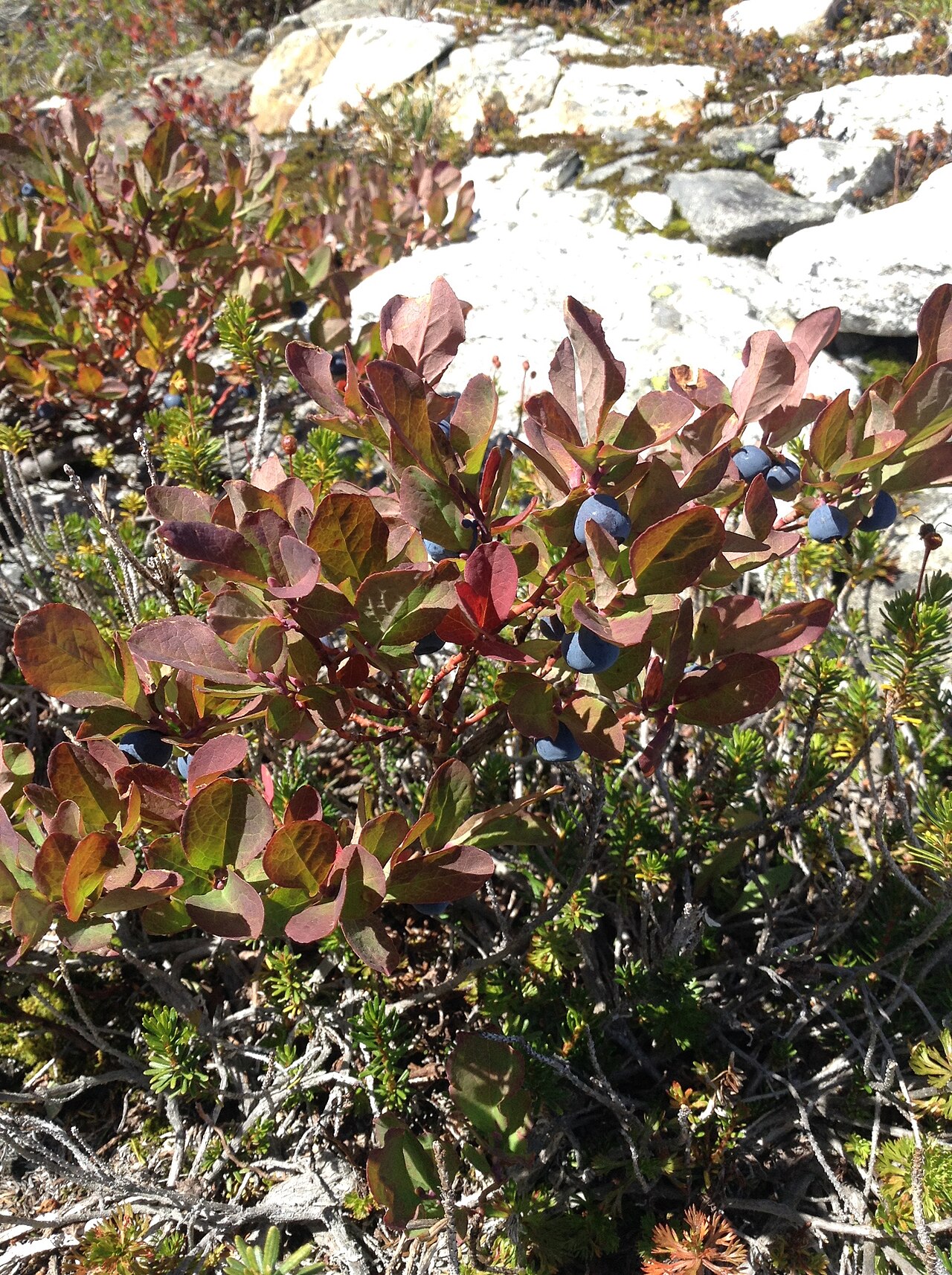 Vaccinium deliciosum