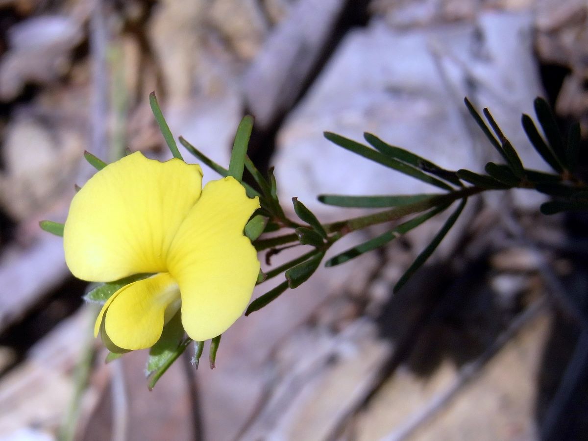 Dainty wedge-pea