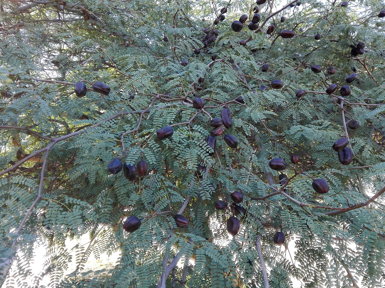 Caesalpinia paraguariensis