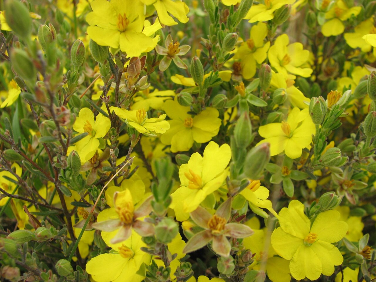 Erect guinea-flower