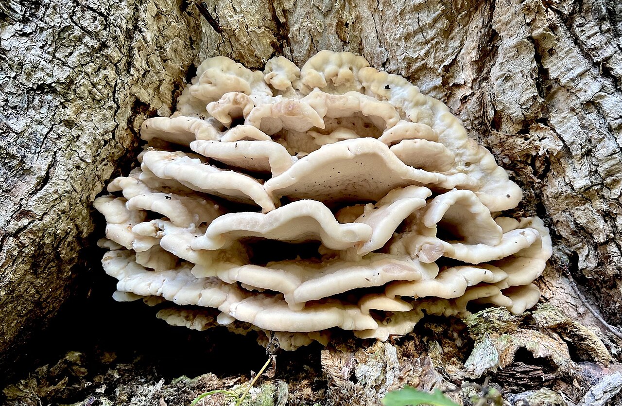 Climacodon septentrionalis