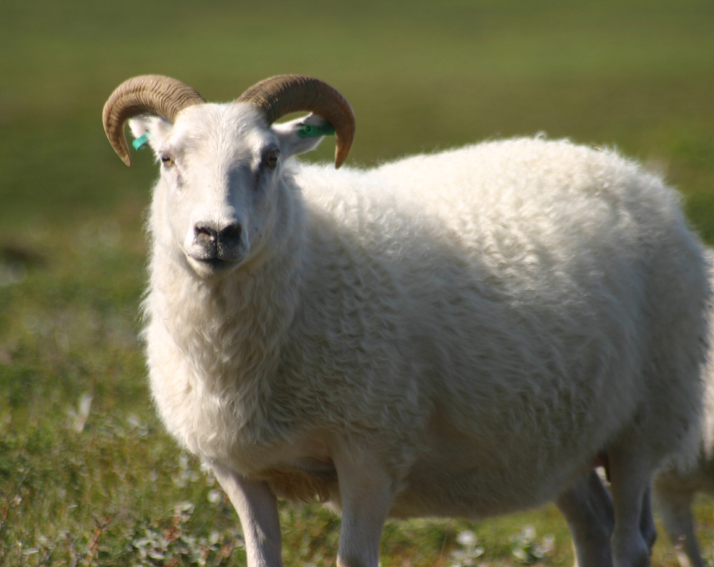 Icelandic sheep