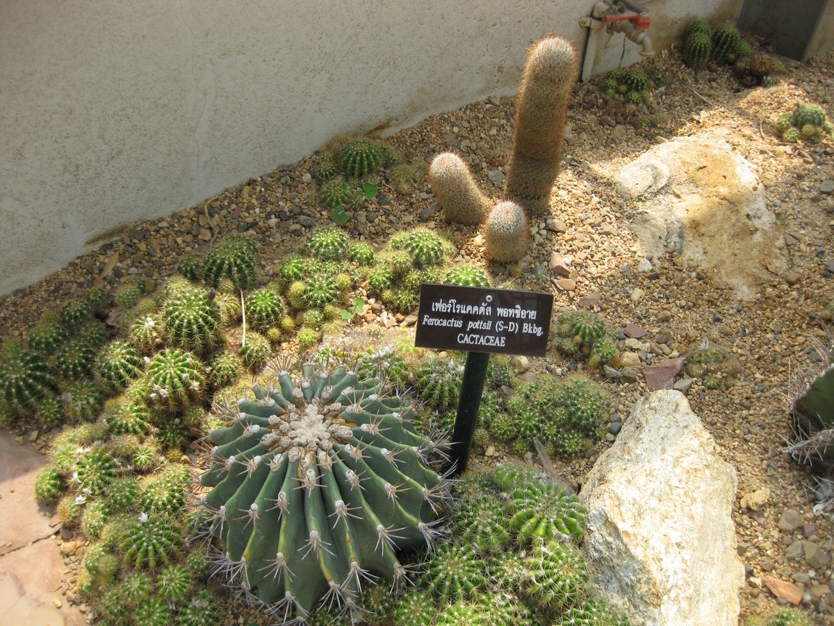 Ferocactus pottsii