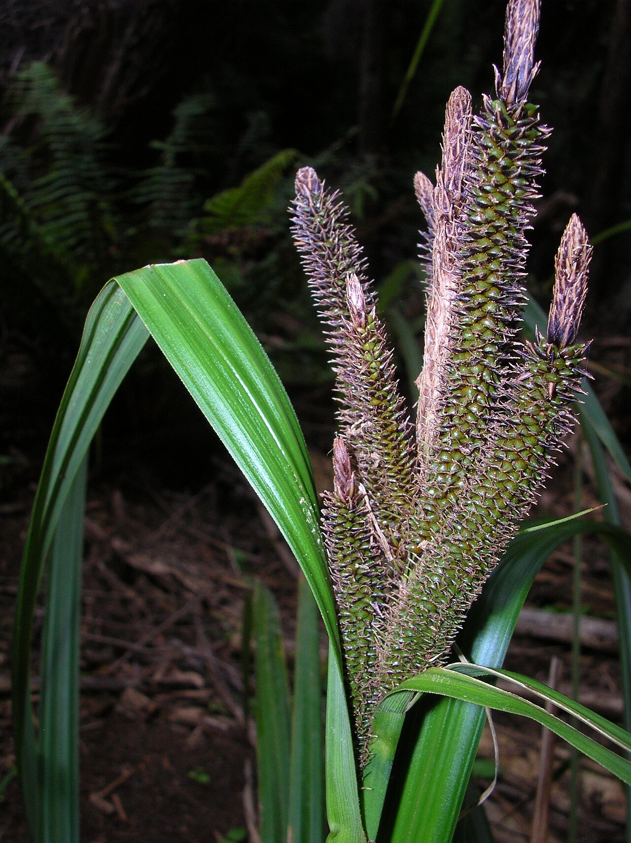 Carex alligata