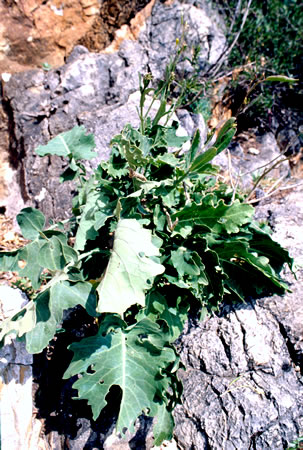 Brassica macrocarpa