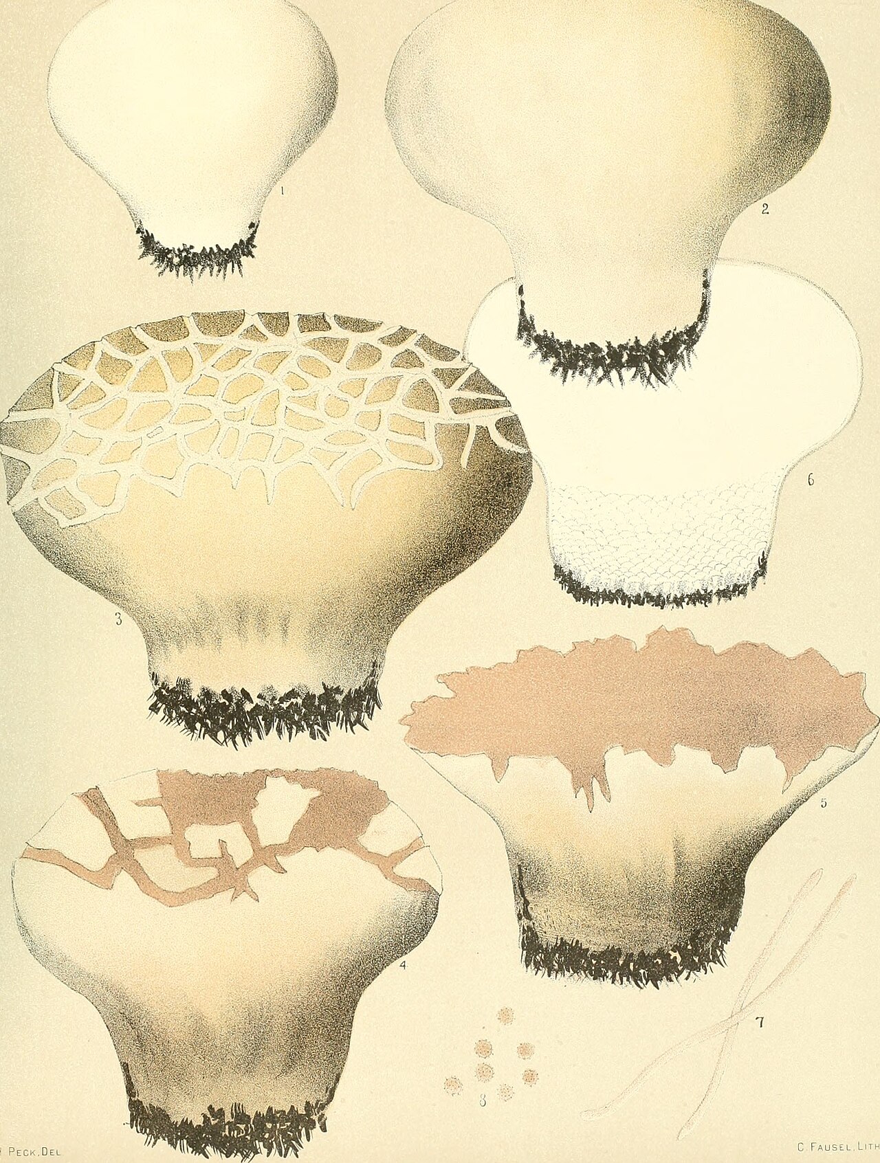 Calvatia cyathiformis