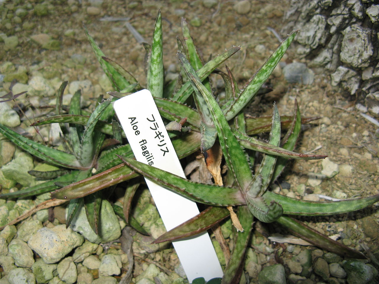 Aloe capmanambatoensis