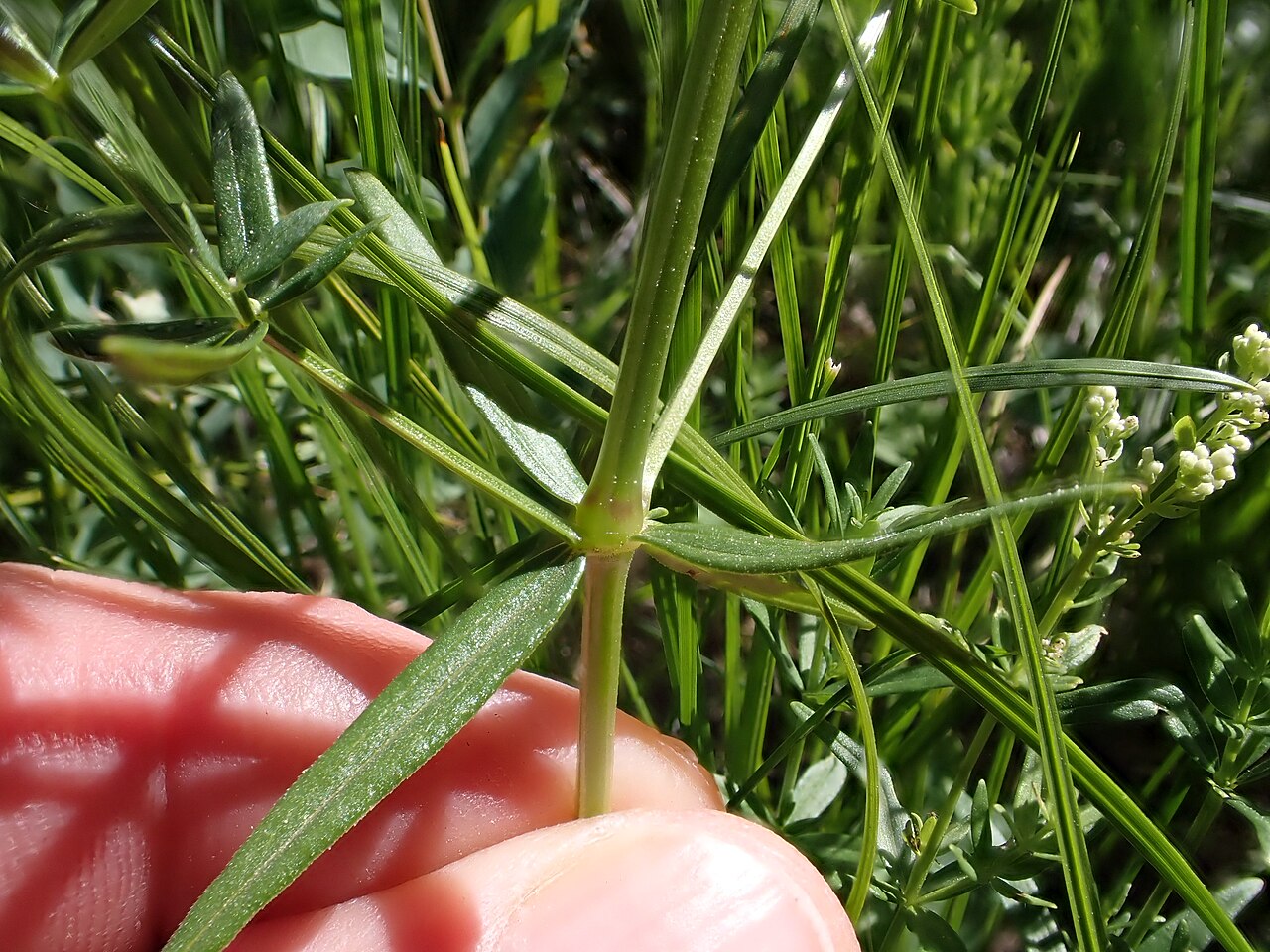 Galium boreale