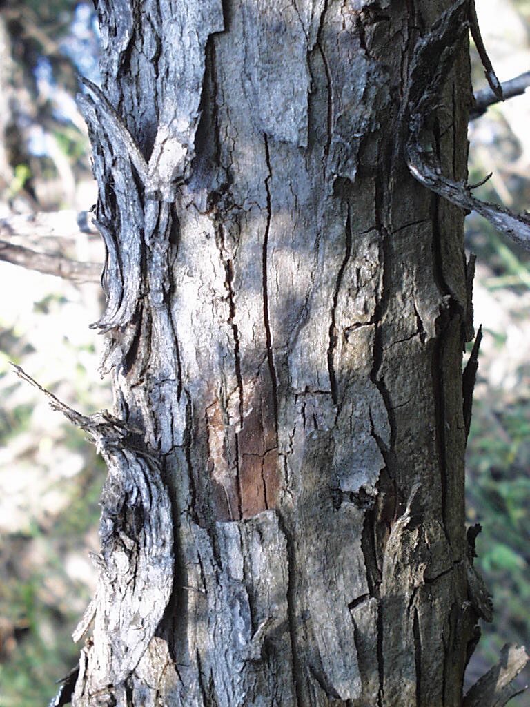Acacia ataxacantha