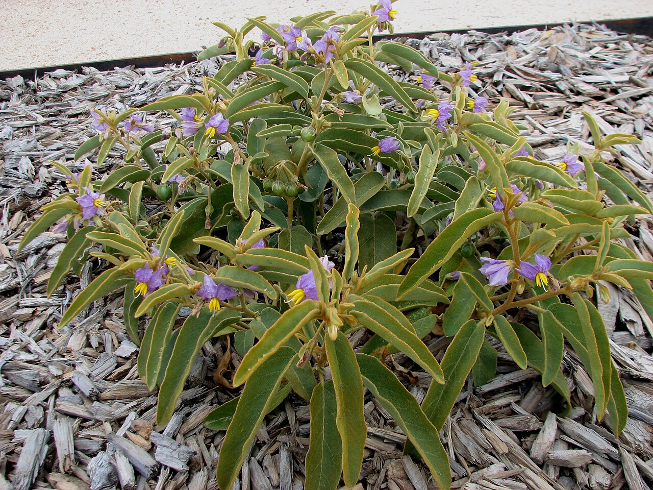 Solanum centrale