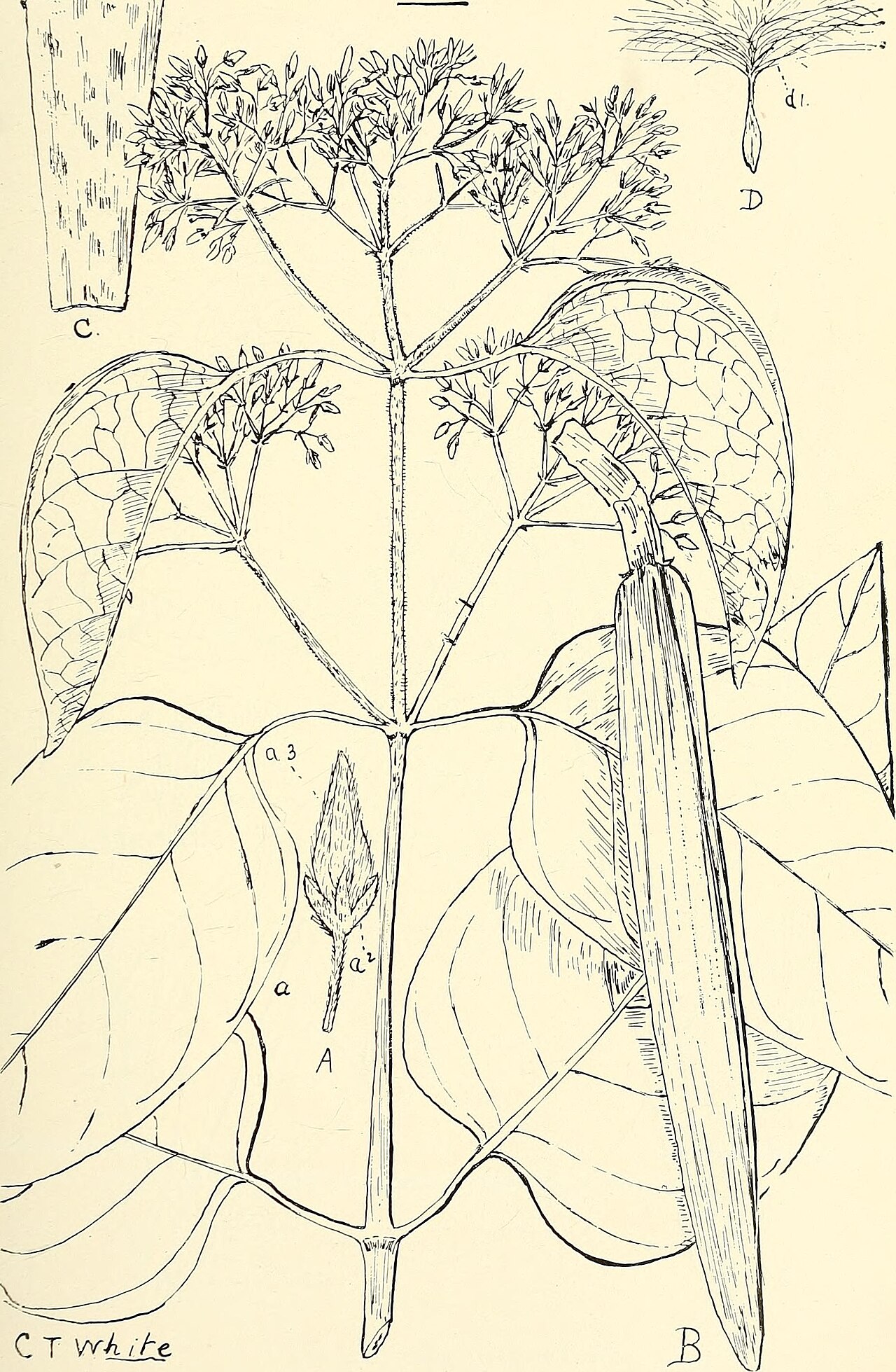 Vincetoxicum pedunculatum