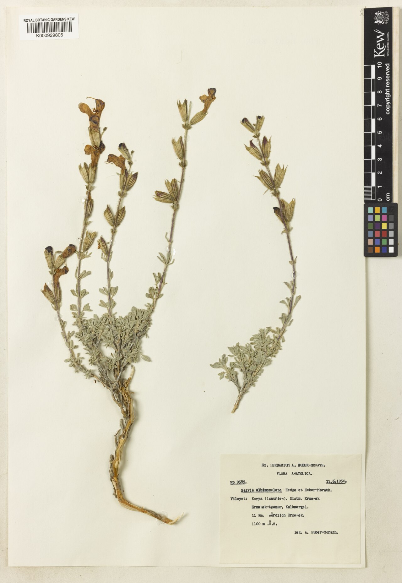 Salvia albimaculata