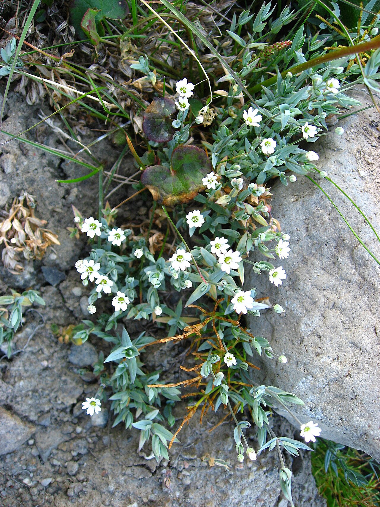 Stellaria longipes