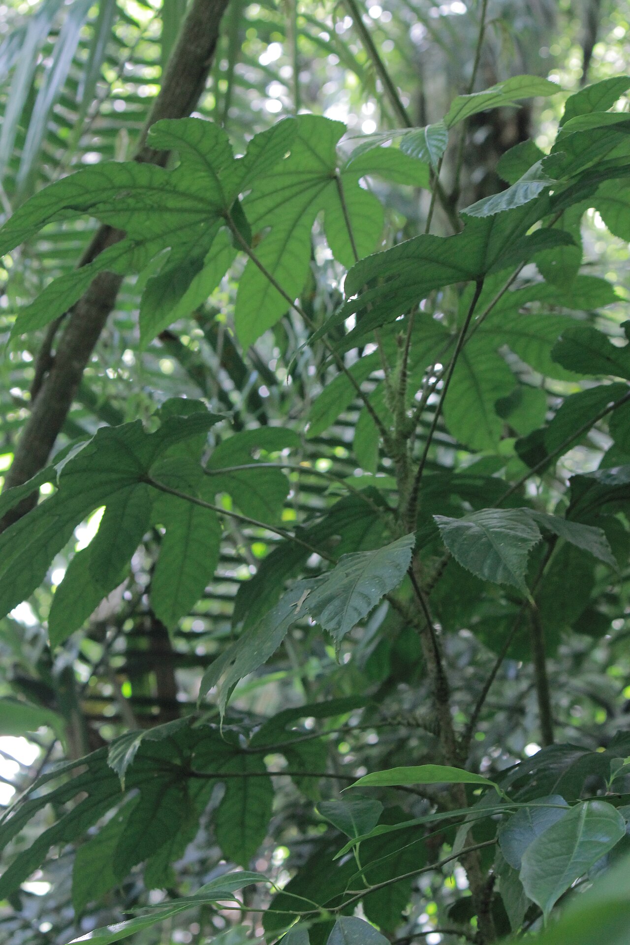 Osmoxylon masarangense