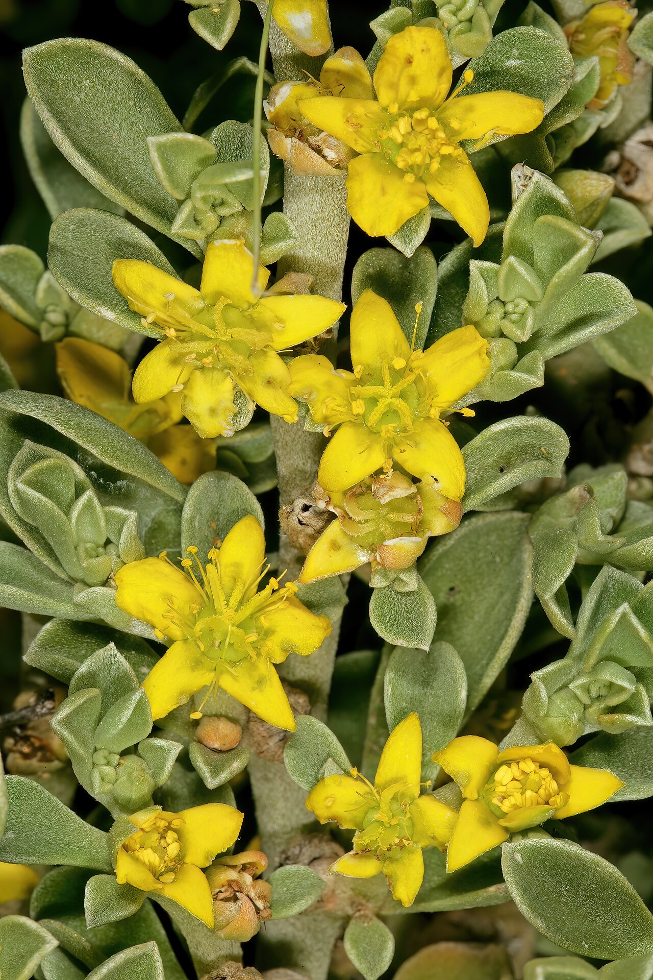 Aizoon rigidum